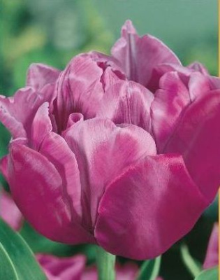 Тюльпан Эбигейл 1 уп.(5шт.) весна