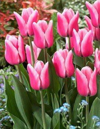 Тюльпан Капри Дрим 1 уп. (5шт.) весна