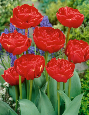 Тюльпан Миранда 1 уп. (5 шт.) весна