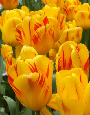 Тюльпан Олимпик Флейм 1 уп. (5 шт.) весна