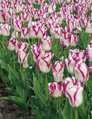 Тюльпан Эффаер 1 уп. (5 шт.) весна