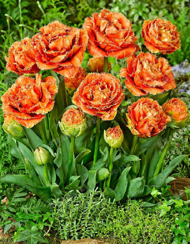 Тюльпан Сенсуал Тач 1 уп. (3шт.)