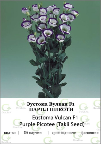 Эустома Вулкан Парпл Пикоти (TS) 50 др цв.п