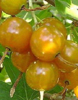 Смородина золотистая Сибирское Солнышко 1 шт