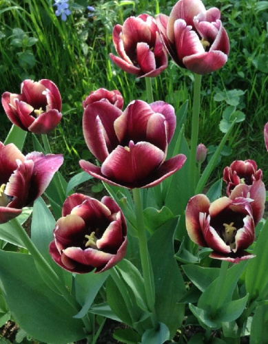 Тюльпан Александр Пушкин 1 уп. (3шт.)