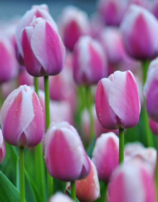 Тюльпан Холланд Бьюти 1 уп. (3шт.)