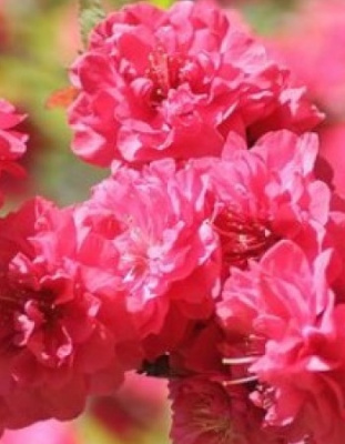 Миндаль Танюша 1 шт Р9