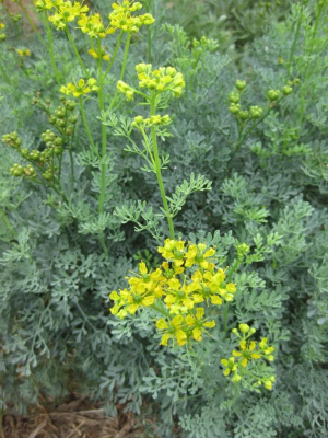 Рута Кружевница овощная (УД) 0,1 гр