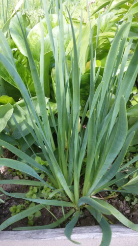 Лук слизун Витаминная поляна 0,5 гр. цв.п.