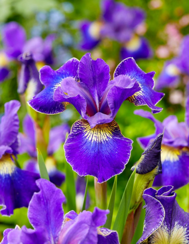 Ирис Голден Эдж 1 шт.