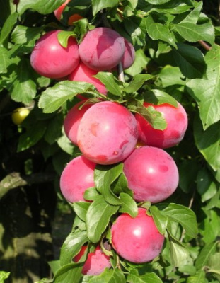 Слива Чемпионка 1 шт