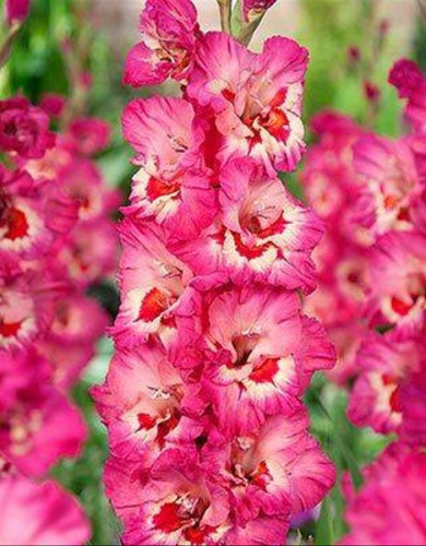 Гладиолус Вандохла 1 уп. (3 шт.).