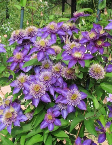 Клематис Мульти Блю 1 шт Р9