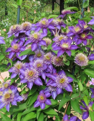 Клематис Мульти Блю 1 шт Р9