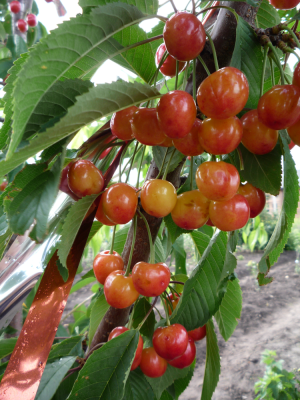 Черешня Юлия 1шт