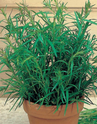 Эстрагон (тархун) Монарх  (УД) 0,05г