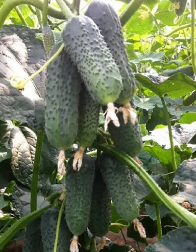 Огурец Толян F1 (УД) 10 шт