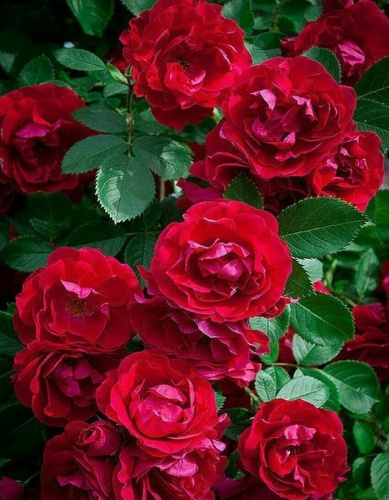 Роза плетистая Дебют 1 шт