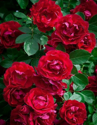 Роза плетистая Дебют 1 шт