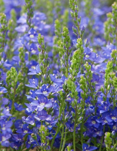 Вероника распростертая Нестор 1 шт Р9