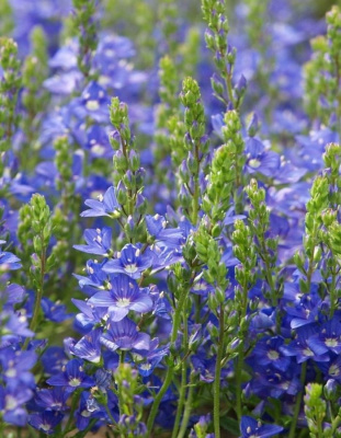 Вероника распростертая Нестор 1 шт Р9