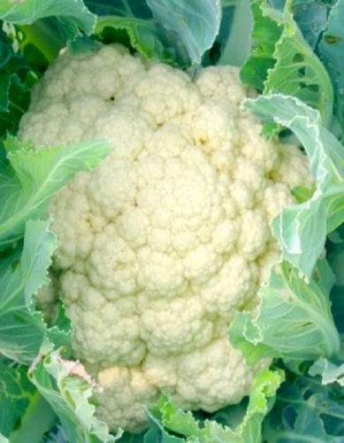 Капуста цветная Абени F1 (Seminis) 10шт, цв.п.