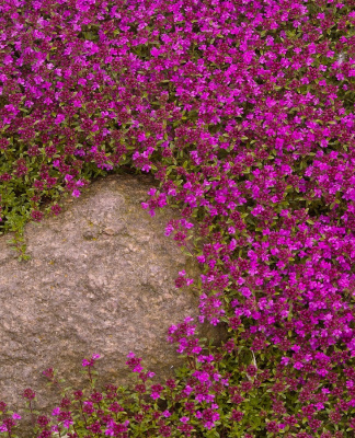 Тимьян Крипинг Ред 1 шт Р9