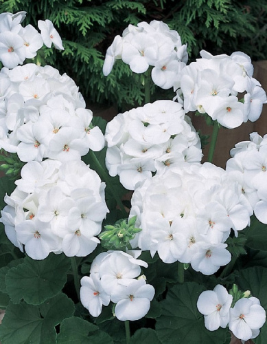 Пеларгония садовая Альба F1 5 шт