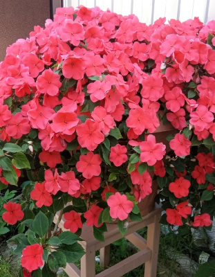 Бальзамин (импатиенс) ампельный Хайлайт F1 Салмон 10 шт