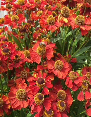 Гелениум осенний Рубинцверг 1 шт Р9