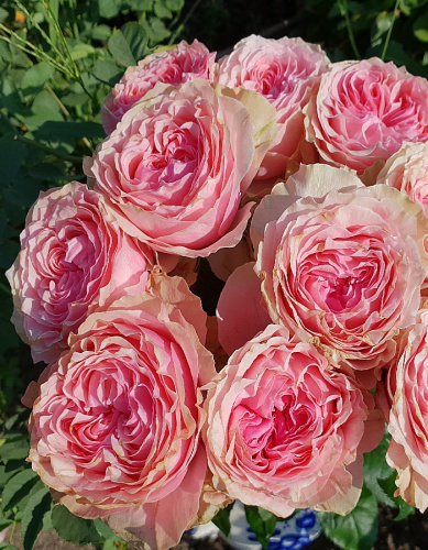 Роза флорибунда Викториан Кисс 1 шт