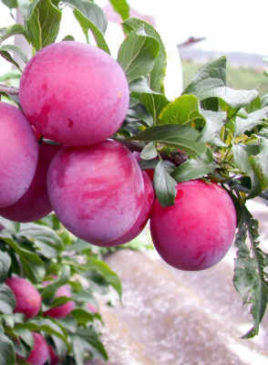 Алыча Асалода 1 шт