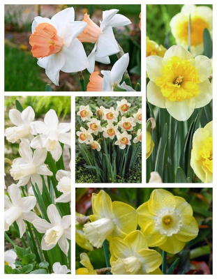 Микс нарциссов " Легкий ветерок " 1 уп. ( 5 шт.)