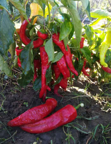 Перец острый Цицак F1 10 шт, цв.п.