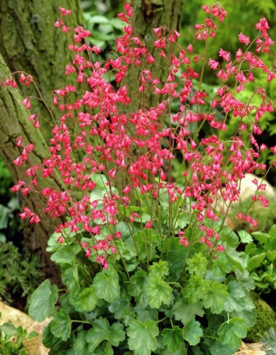 Гейхера кроваво-красная Ред Спанглз 1 шт Р9