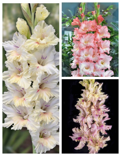 Набор гладиолусов Российской селекции "Нежность"9 шт