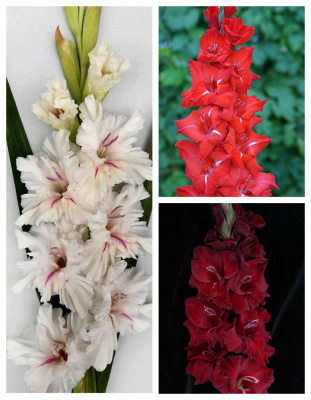 Набор гладиолусов Российской селекции "Пламя страсти" 9 шт