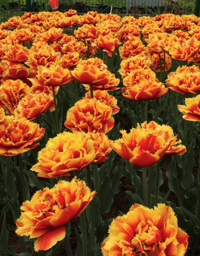 Тюльпан Голд Даст 1 уп. (6 шт.)