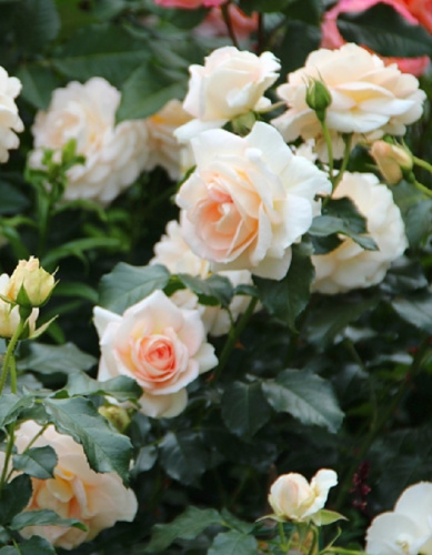 Роза флорибунда Мария Антуанетта 1 шт