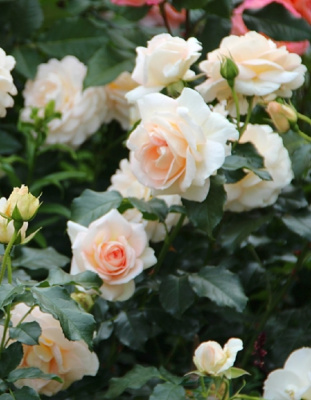 Роза флорибунда Мария Антуанетта 1 шт