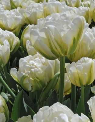 Тюльпан Маунт Такома 1 уп. (5 шт.) весна