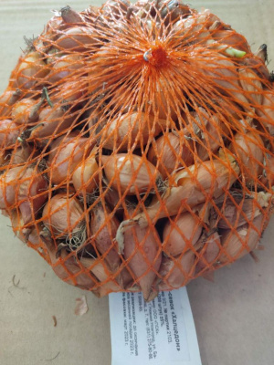 Лук севок Халцедон 0,5 кг (200 шт) УЦЕНКА