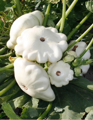 Патиссон Чебурашка 10 шт цв.п.