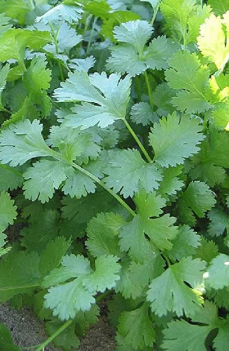 Кориандр (кинза) Стимул (УД) 2 гр. цв.п.