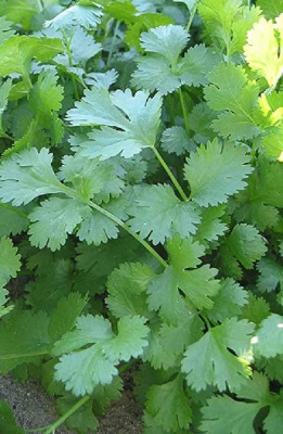 Кориандр (кинза) Стимул (УД) 2 гр. цв.п.