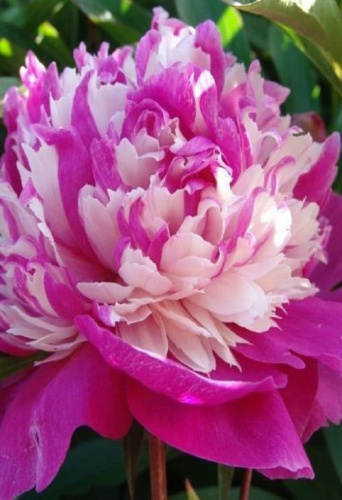 Пион травянистый Селебрити 1 шт С2