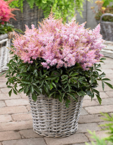 Астильба Шугаберри 1 шт.