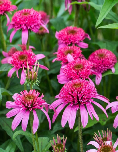 Эхинацея Пинк Дабл Делайт 1 шт