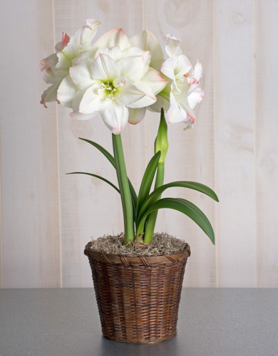 Амариллис Амадеус Кэнди 1 шт С2