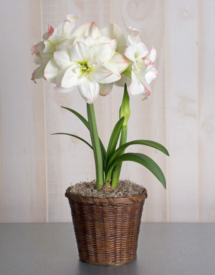 Амариллис Амадеус Кэнди 1 шт С2